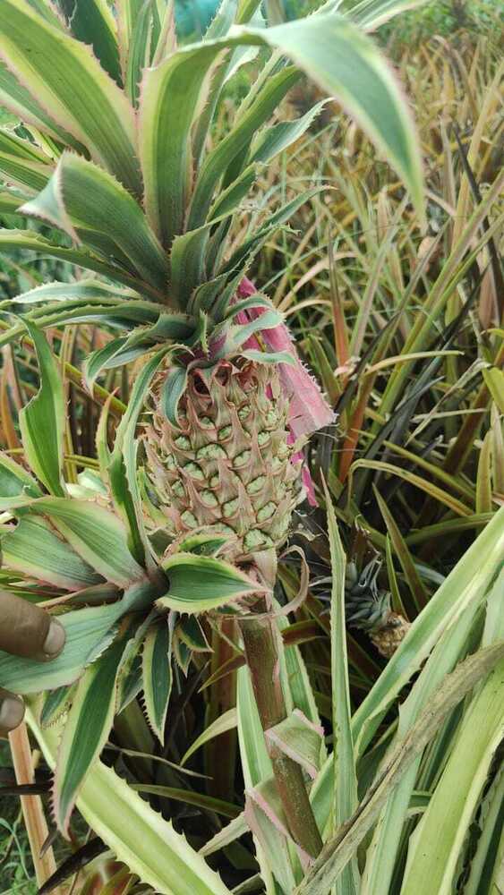 Variegated Pineapple Plant