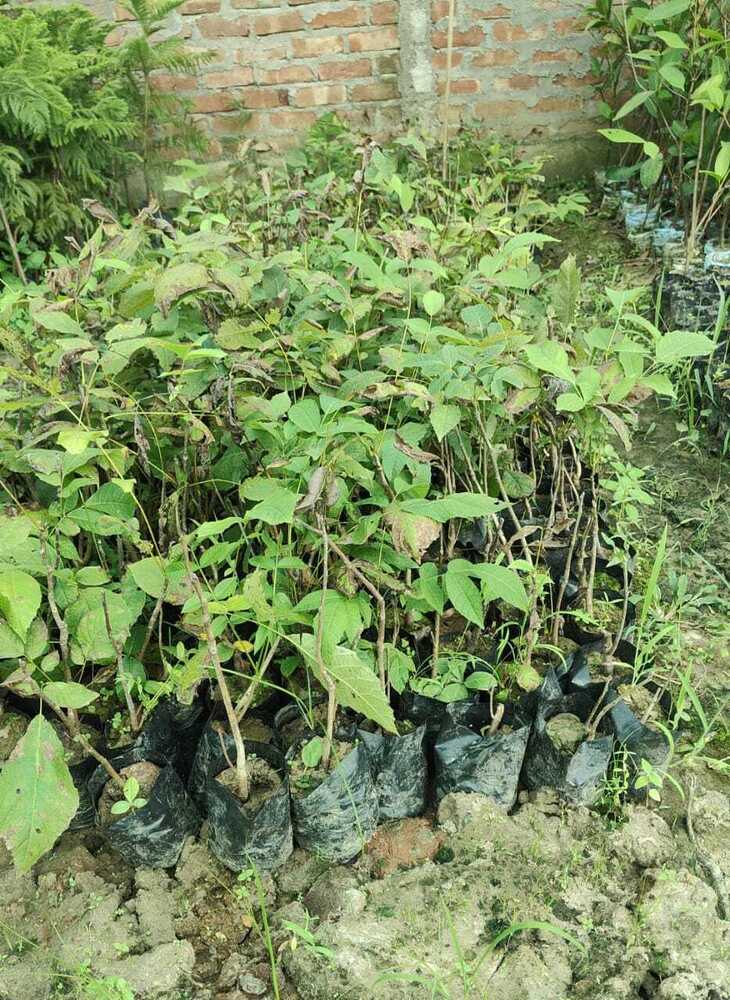 Water Apple Pink Plant