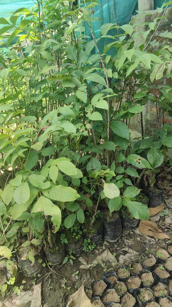 Red Banana Mango Plant - Breed: Different Available