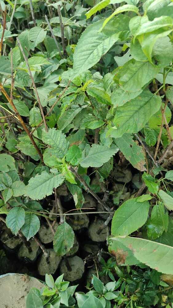Golden Apple Plant