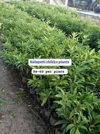 Kalapati Chiku Plant - Breed: Different Available