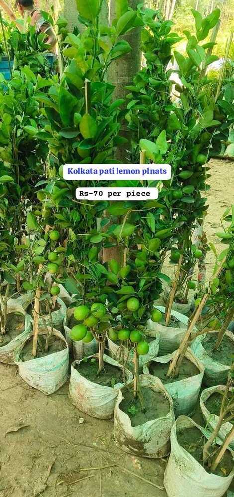 Kolkatapati Lemon Plant