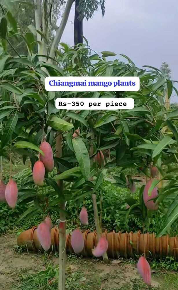 Chiangmai Mango Plant - Breed: Different Available
