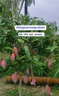 Chiangmai Mango Plant