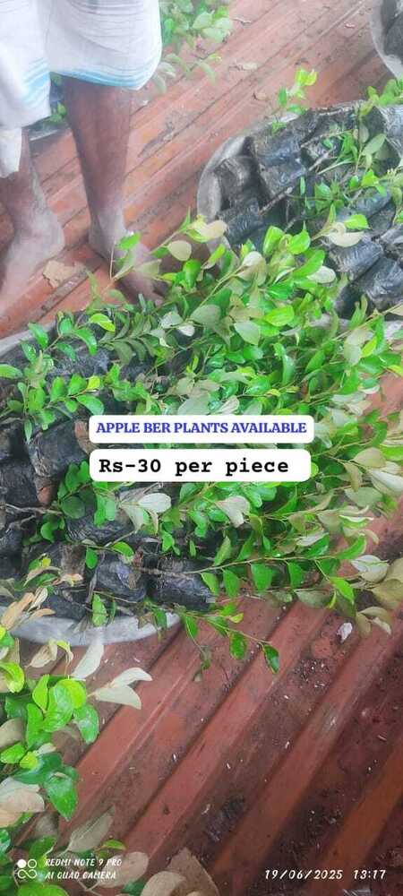 Apple Ber Plant - Breed: Different Available