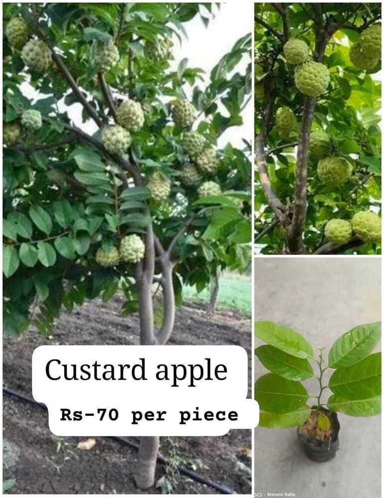 Custard Apple Plant - Breed: Different Available