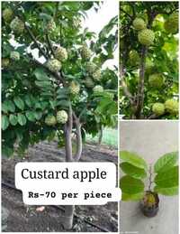 Custard Apple Plant - Breed: Different Available