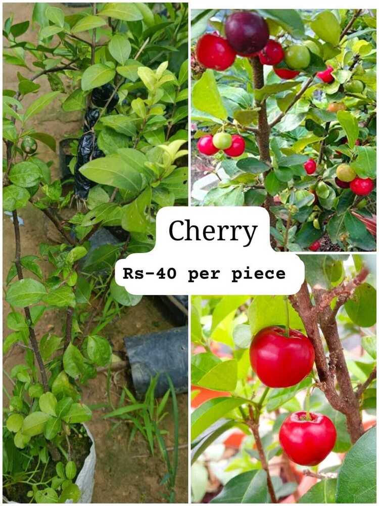 Cherry Plant
