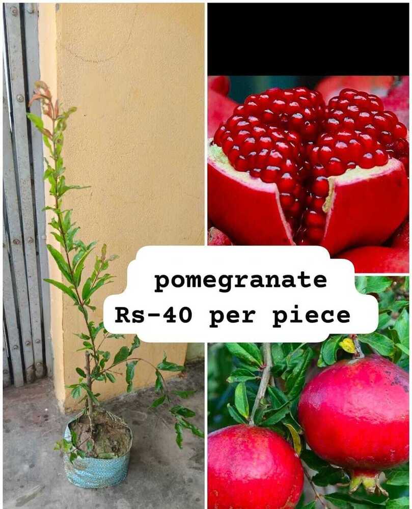 Pomegrante Plant