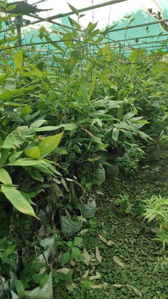 Black Bamboo Plant