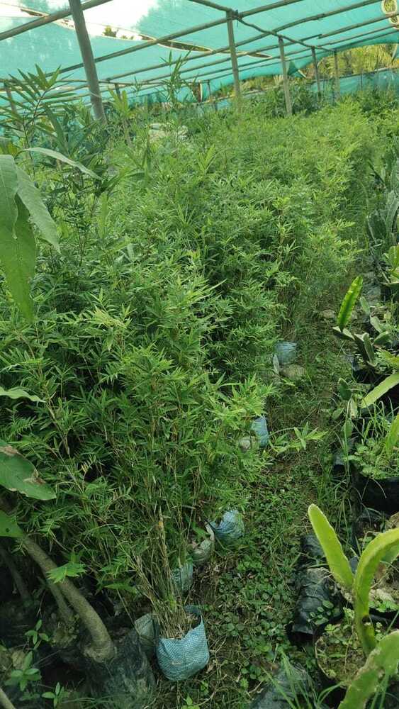 Hass Bamboo Plant