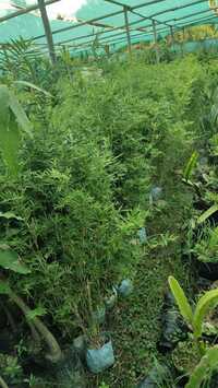 Hass Bamboo Plant