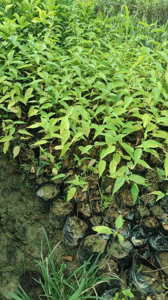 Himalayan Cherry Seedlings Plant