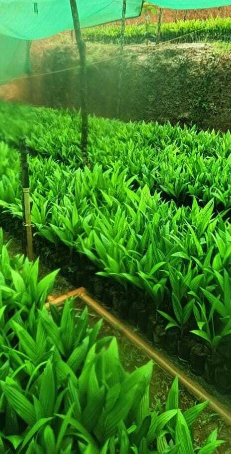 Inter C Mangala Areca nut Plant