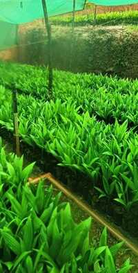 Inter C Mangala Areca nut Plant