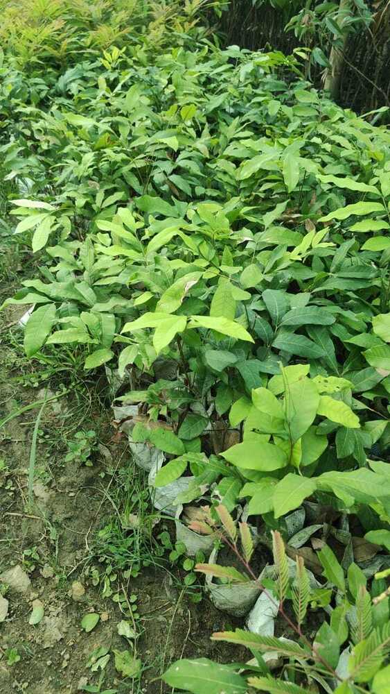 Longon Grafted Plant - Breed: Different Available
