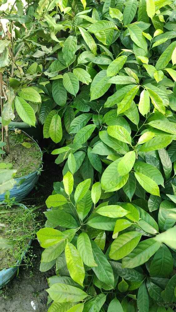 Nutmeg Plant