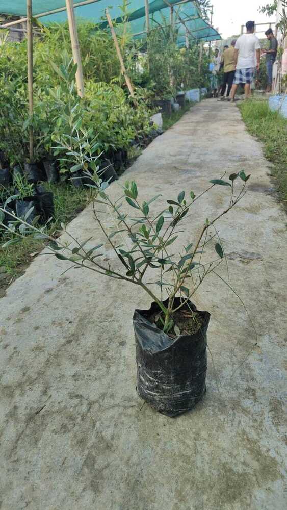 Olive Plant