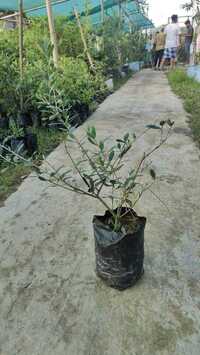 Olive Plant - Breed: Different Available