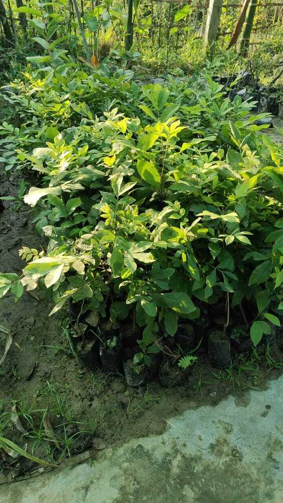 Pecan Nut Plant - Breed: Different Available