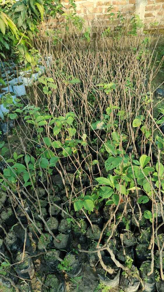 Persimmon Grafted Plant