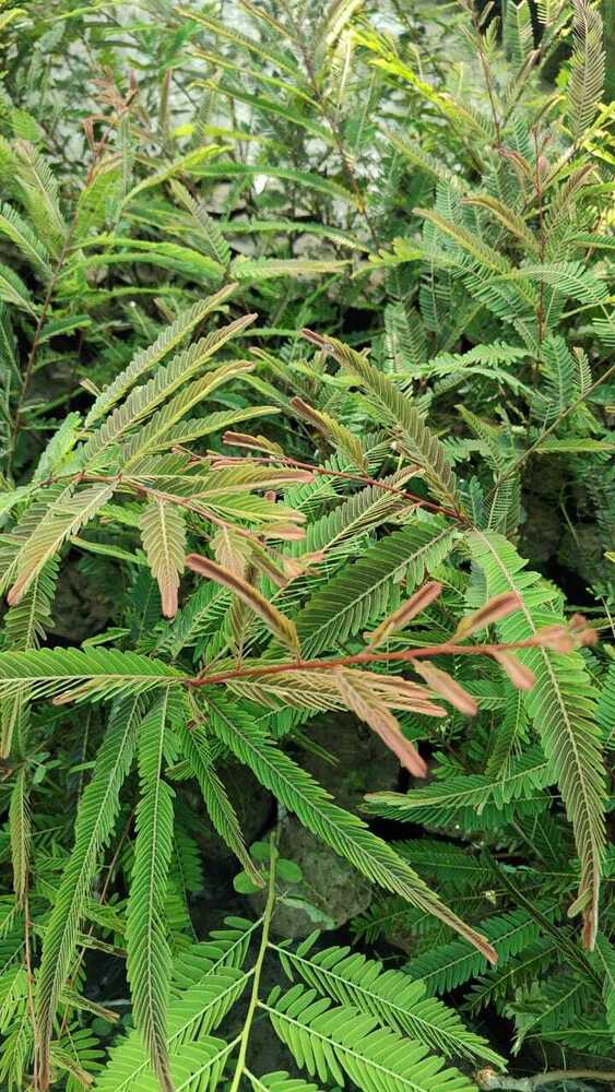 Red Amla Plant