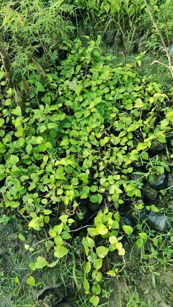 Sweet Betel Leaf Plant