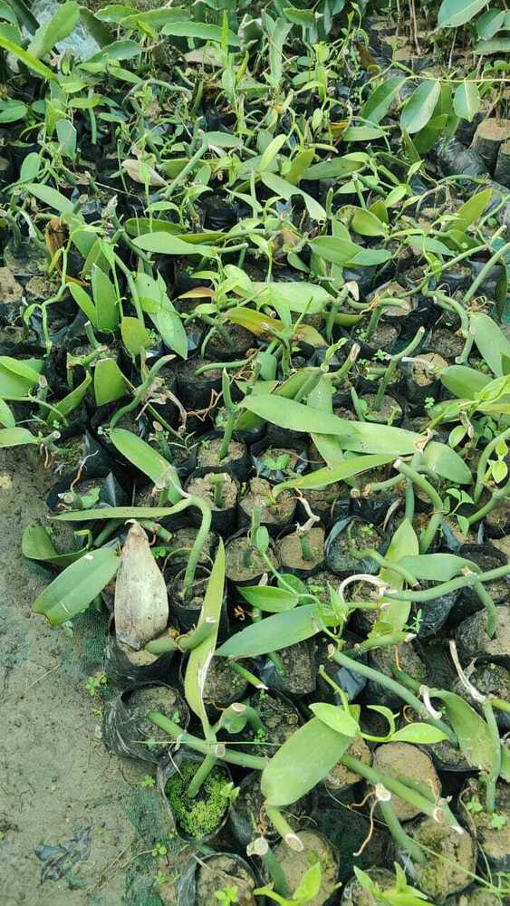 Vanilla Plant