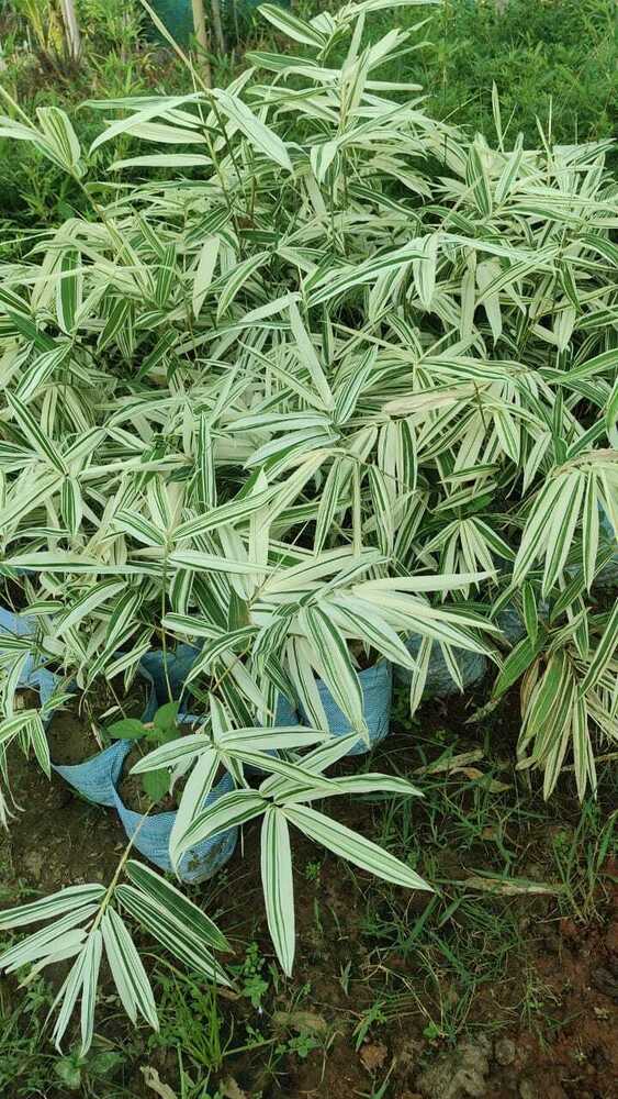 Variegated White Bamboo Plant