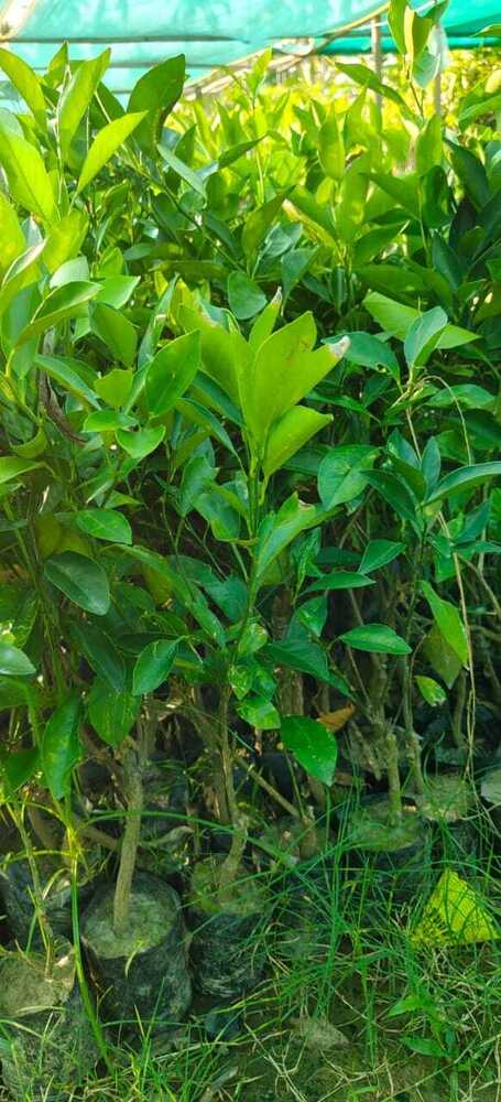 Vietnam Malta Plant