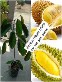 Durian Column Plant - Breed: Different Available
