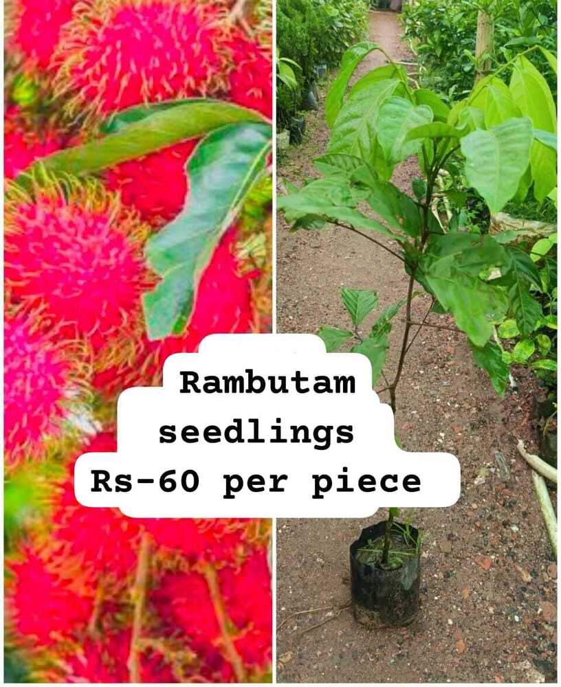 Rambutan Seedlings Plant