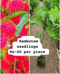 Rambutan Seedlings Plant - Breed: Different Available