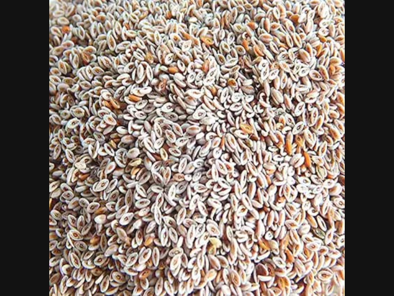 Psyllium Husk - Color: White