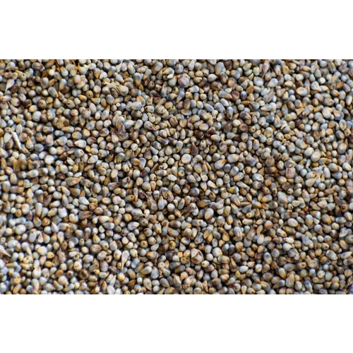 A Grade Bajra Seeds