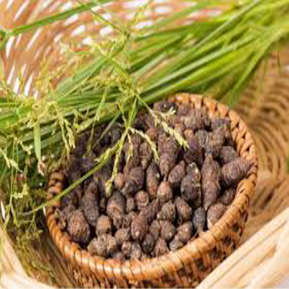 Nagarmotha Oil - Age Group: Adults