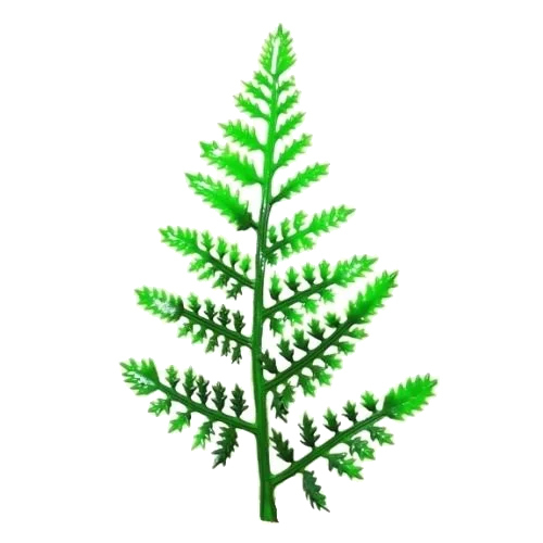 Fern Patti