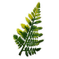 Fern Patti