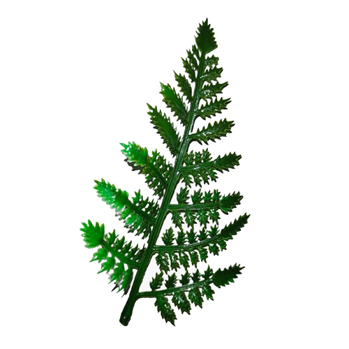 Fern Patti