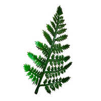 Fern Patti