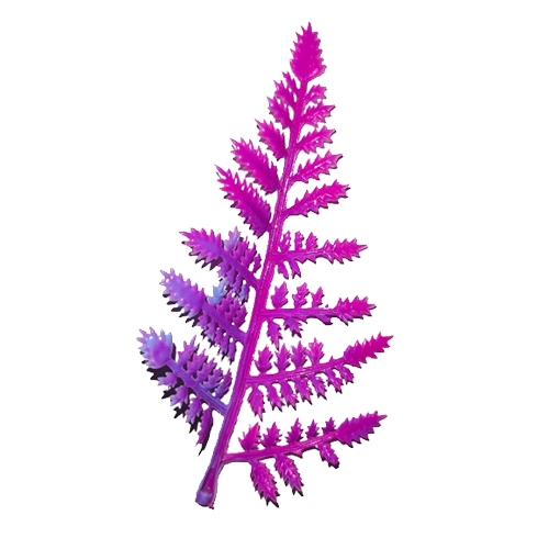 Fern Patti