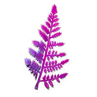 Fern Patti