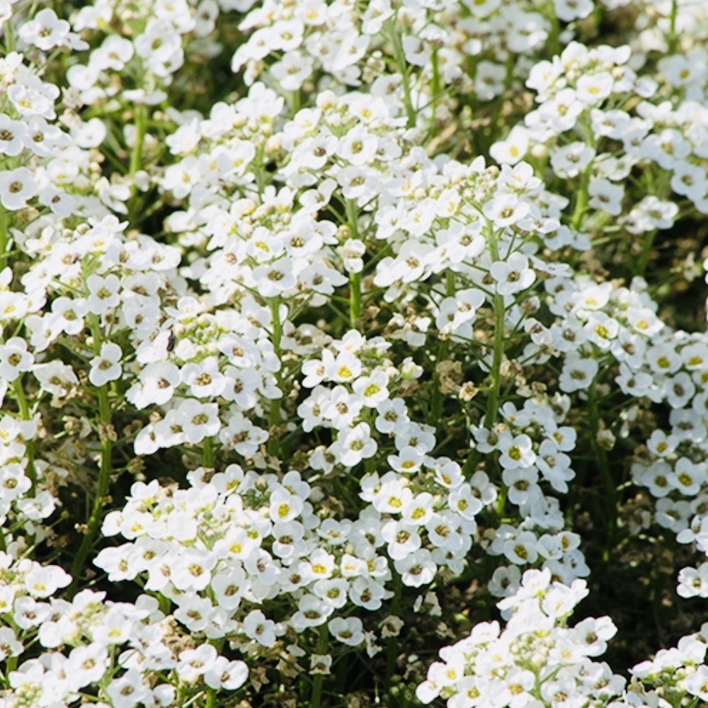 Alyssum Benthami White Flower Seeds