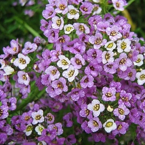 Alyssum Royal Carpet Blue Flower Seeds - Cultivation Type: Organic