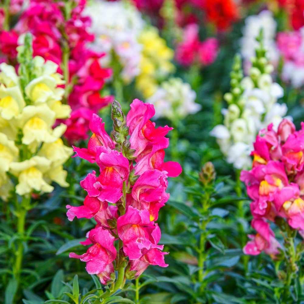 Antirrhinum Semi Tall Flower Seeds
