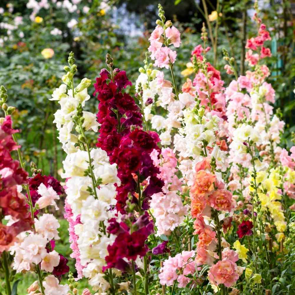 Antirrhinum Tom Thumb Mix Flower Seeds - Color: Multicolor