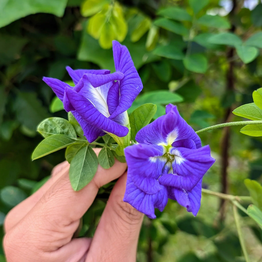 Aparajita Clitoria Flower Seeds
