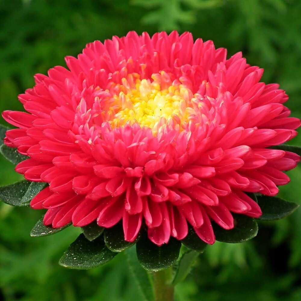 Aster Red Flower Seeds - Cultivation Type: Organic