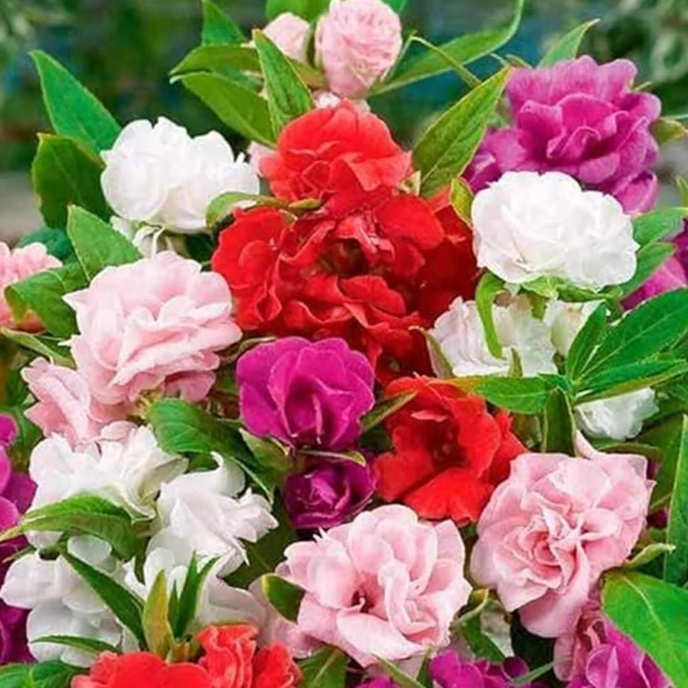 Balsam Tom Thumb Mix Flower Seeds