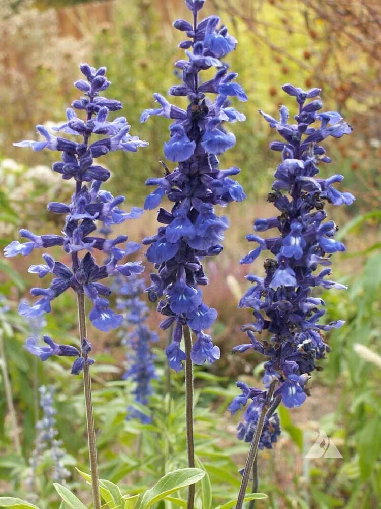 Blue Salvia Flower Seeds